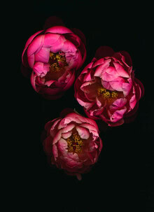 Photo art by Ramona Reimann: soft blossoms in gentle light