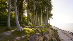 Fotokunst von Norbert Gräf: mystischer Gespensterwald mit sanftem Licht