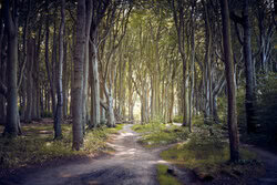 Fotokunst von Norbert Gräf: geheimnisvoller Gespensterwald in Nienhagen