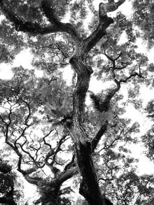 Schwarz-Weiß Fotografie eines Baumes mit dramatischen Ästen und organischer Struktur