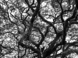 Fotokunst von Inflight Galerie: ruhige Schwarz-Weiß Aufnahme von Ästen in natürlicher Geometrie