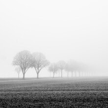 Fall study by Christian Janik: fog and autumn colors in soft tones