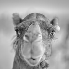 Photo art by Dennis Wehrmann: gentle camel portrait with warm tones