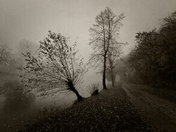 Photo art by Lena Weisbek: misty trees along the Amper river