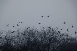 Illustration by Nadja Jacke: Crows in fog over bare treetops