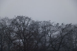 Fotokunst von Nadja Jacke: Krähen ruhen in den Baumkronen im Winternebel