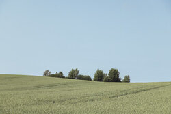 Beautiful summer landscape featuring a grain field and blue sky
