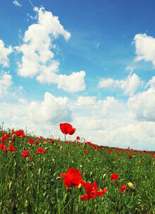 Lovely photo art by Manuela Deigert: glowing poppy flowers in a field.