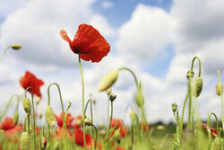Photo art: glowing poppy flowers in a field beneath a cloudy sky