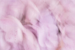 Photo art by Nadja Jacke: soft petals in motion
