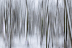 Blurred winter forest with snow: tranquil tree trunks in soft colors