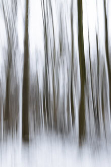 Blurred winter forest with snow in soft colors and a tranquil mood.