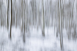 Blurred winter forest with snow: soft colors and tranquil atmosphere