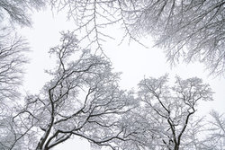 Photo art by Nadja Jacke: calm winter tree tops covered in snow