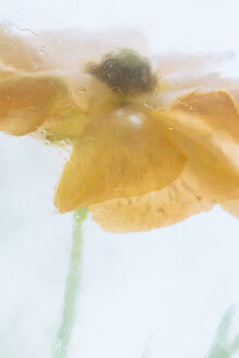 Photo art by Marc Heiligenstein: Orange ranunculus in clear ice