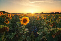 Sunflower field in the Harz with soft sunset colors