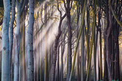 Sanfte Lichtstrahlen durchdringen den Wald mit Nebel und Bäumen, eine ruhige Stimmung.