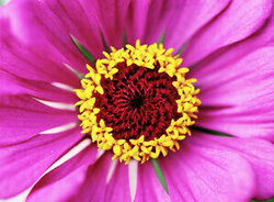 Close-up of a delicate pink zinnia with round petals in summer light.