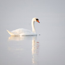Swan on water with gentle reflection in the Baltic Sea