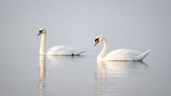 Swan on the Baltic Sea: gentle waves and calm water surface