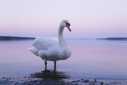 Photo art by Nadja Jacke: calm evening mood with a swan on the water