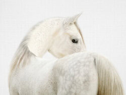 Poster of a fearless horse peacefully standing in a pasture, exuding elegance.