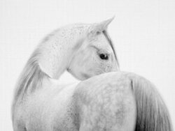 Horse Poster: Black and white image of a majestic horse in a calm pose.