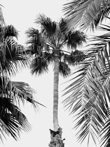 Photo art: Black and white shot of palm trees swaying in a gentle breeze