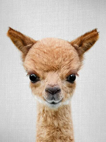 Cute baby alpaca curiously looks at the camera, surrounded by soft colors.