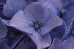 Photo art by Nadja Jacke: delicate hydrangea blossoms in soft colors