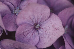 Photo art featuring a close-up of hydrangea blossoms in delicate colors and fine details.