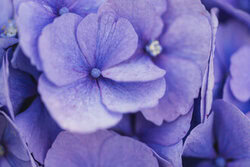 Nadja Jacke, Hortensienblüten