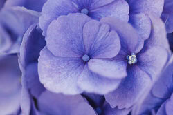 Nadja Jacke, Hortensienblüten