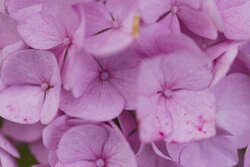 Nadja Jacke, Hortensienblüten