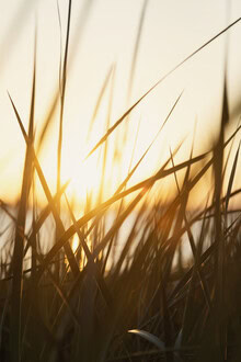 Photo art by Nadja Jacke: gentle grass blades in warm evening light