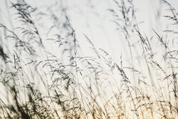 Photo art by Nadja Jacke: soft grasses in evening light on a meadow