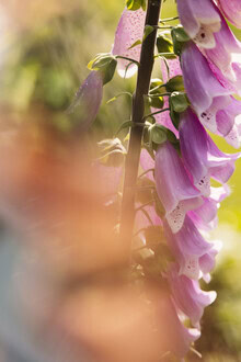 Detailaufnahme von Glockenblüten im Sonnenlicht, sanfte Farben und harmonische Stimmung