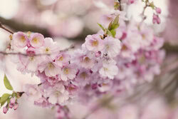 Wandbild von Nadja Jacke: zarter Kirschblütenzweig im Frühling