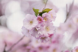 Wandbild von Nadja Jacke: Kirschblütengruppe im sanften Gegenlicht