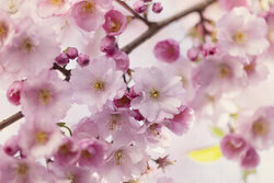 Wandbild: Kirschblütenzweig im Frühlingslicht, sanfte rosa Blüten auf einem Baumzweig.