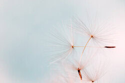 Photo art by Manuela Deigert: delicate dandelion in soft pastel colors