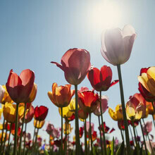 Bunte Tulpen im Frühlingslicht, die fröhlich in einem Blumenfeld blühen.