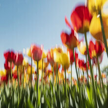 Verwischtes Tulpenfeld im Frühlingslicht, sanfte Farben und zarte Bewegungen