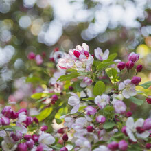 Close-up of a flowering apple tree with delicate blossoms and buds.