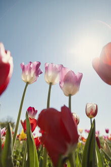 Wall art by Nadja Jacke: pink tulips backlit with a blue sky