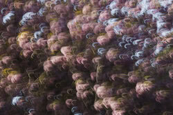 Abstract cherry blossoms in soft colors, conveying motion and lightness.