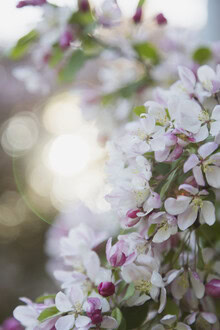 Photo art by Nadja Jacke: delicate apple blossom branch in backlight