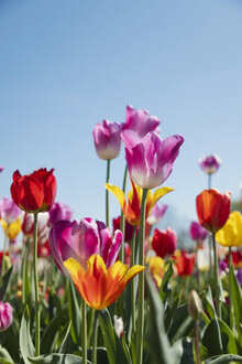Wall art by Nadja Jacke: Colorful tulips against a blue sky.