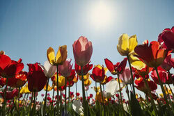 Bunte Tulpen im Sonnenlicht, fröhliche Farben und sanfte Lichtspiele im Frühling