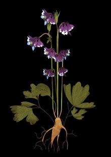 Photo art by Katherine Blower: botanical study of an Aquilegia against a dark background
